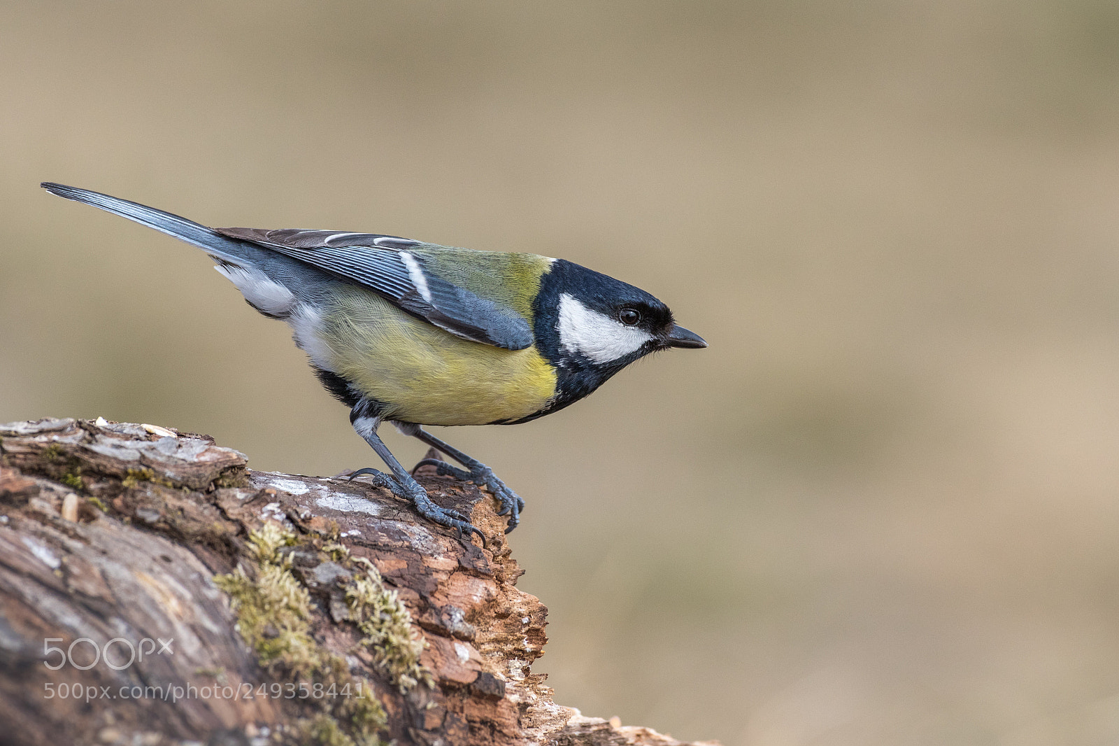 Canon EOS 7D Mark II sample photo. Great tit - parus photography