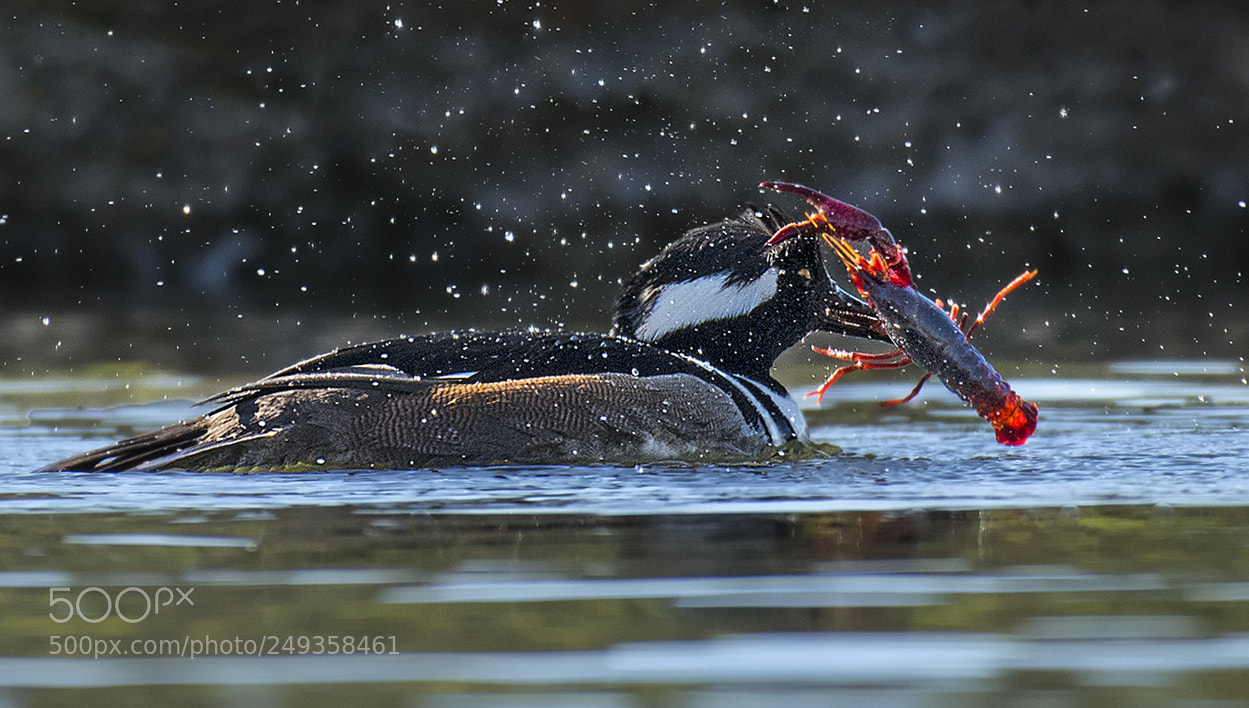 Nikon D500 sample photo. Male hooded merganser seafood photography
