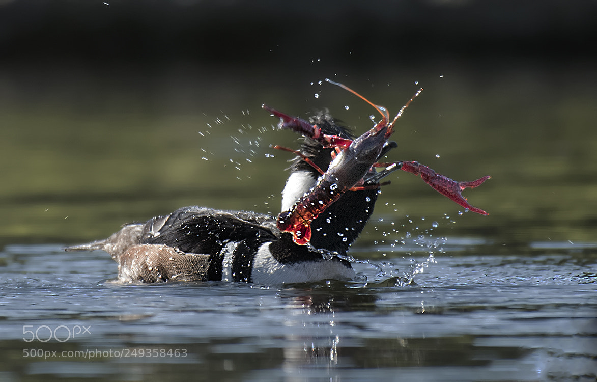 Nikon D500 sample photo. Male hooded merganser seafood photography
