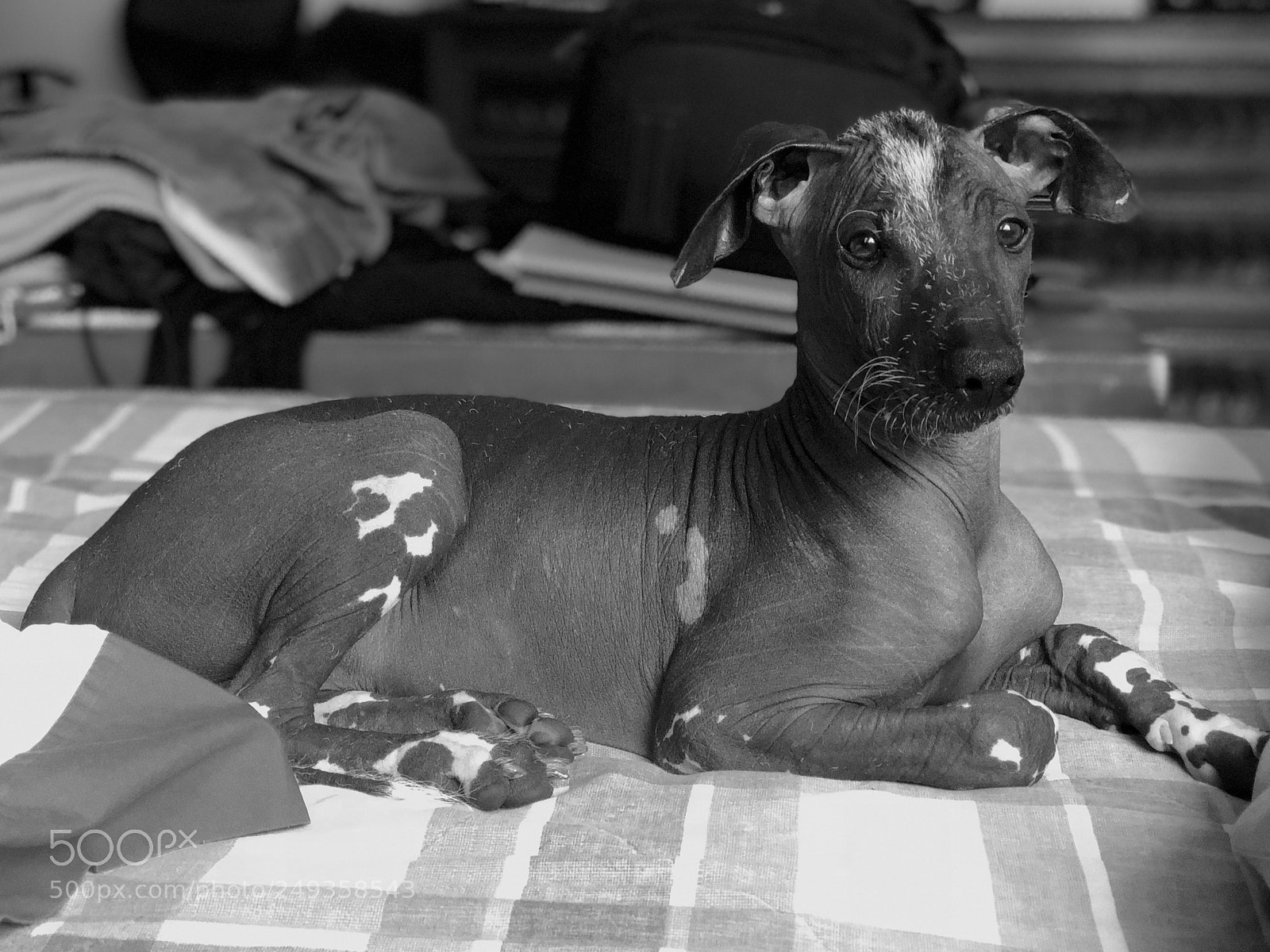 Apple iPhone X sample photo. Apu es un perro photography
