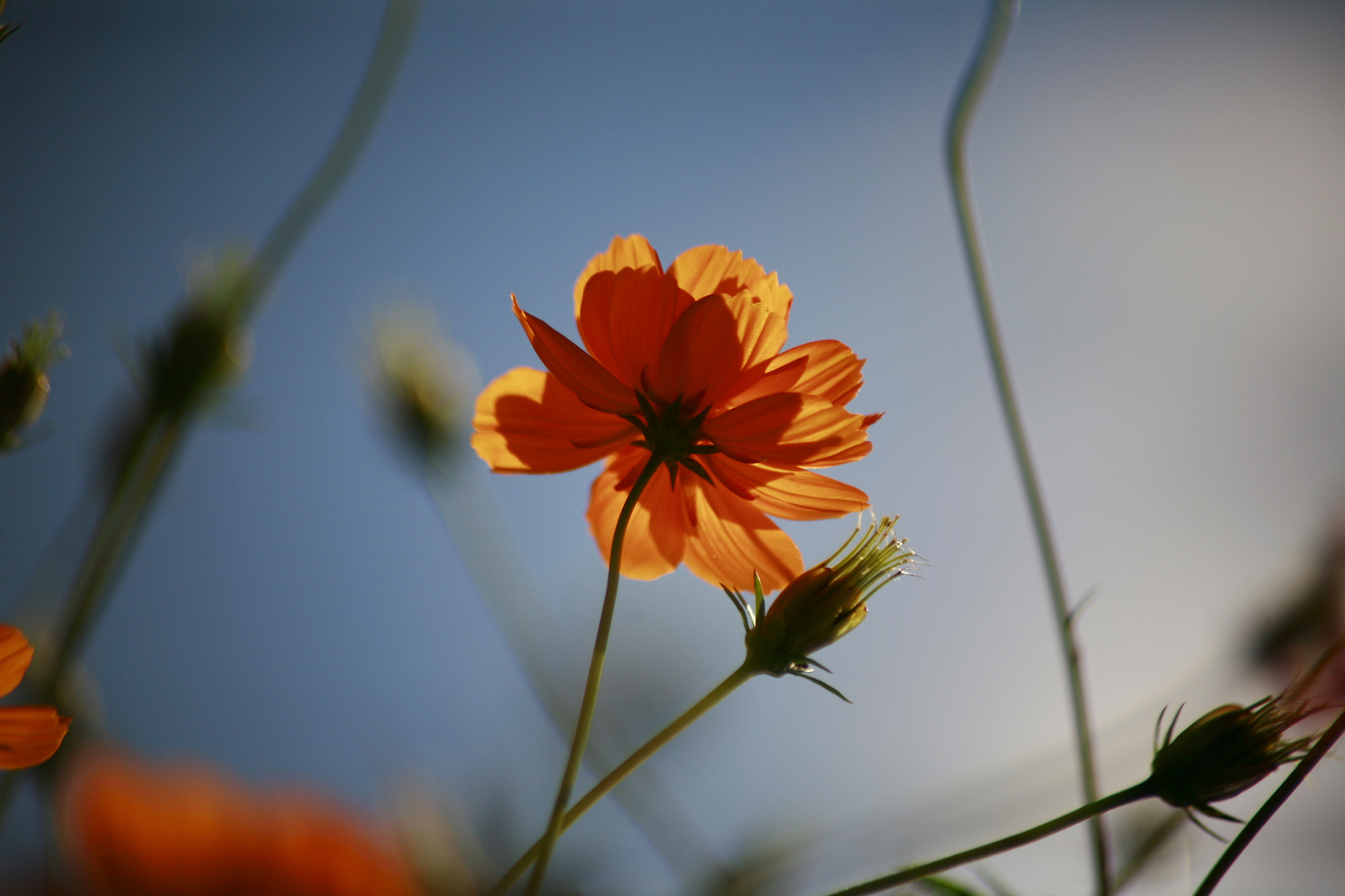 Canon EF 70-210mm f/4 sample photo. Mg photography