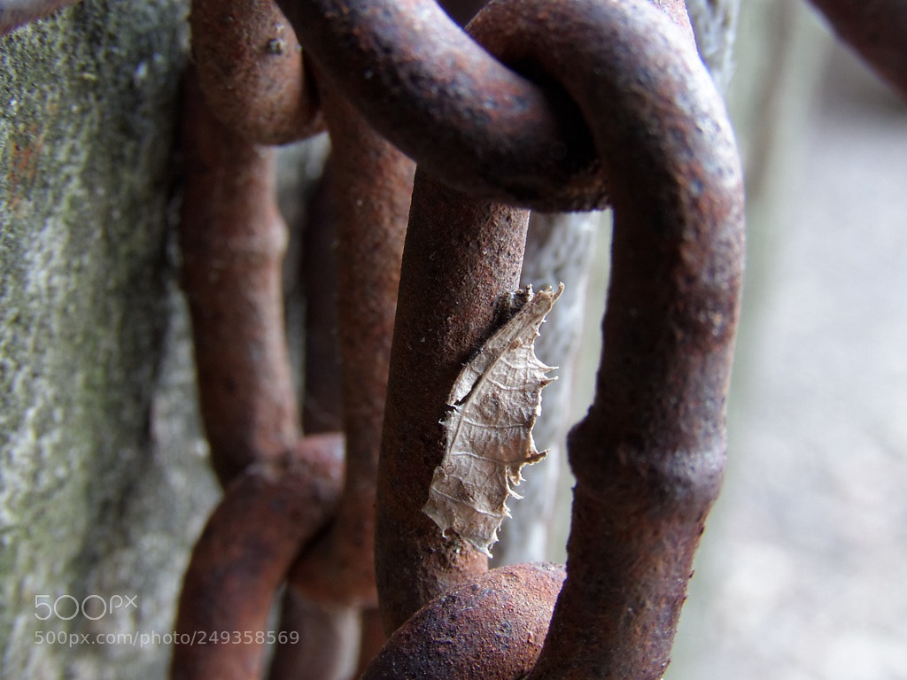 Canon PowerShot SX60 HS sample photo. Cadena photography
