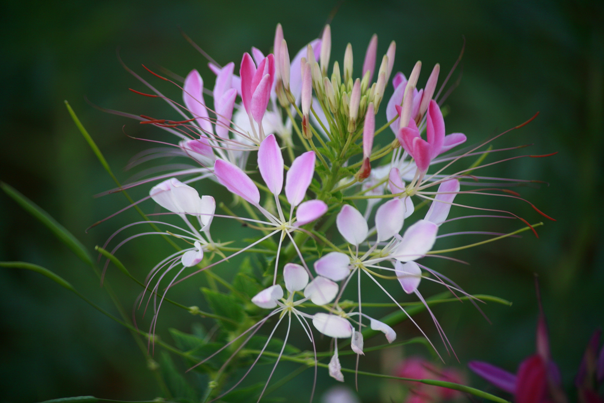 Canon EF 70-210mm f/4 sample photo. Mg photography