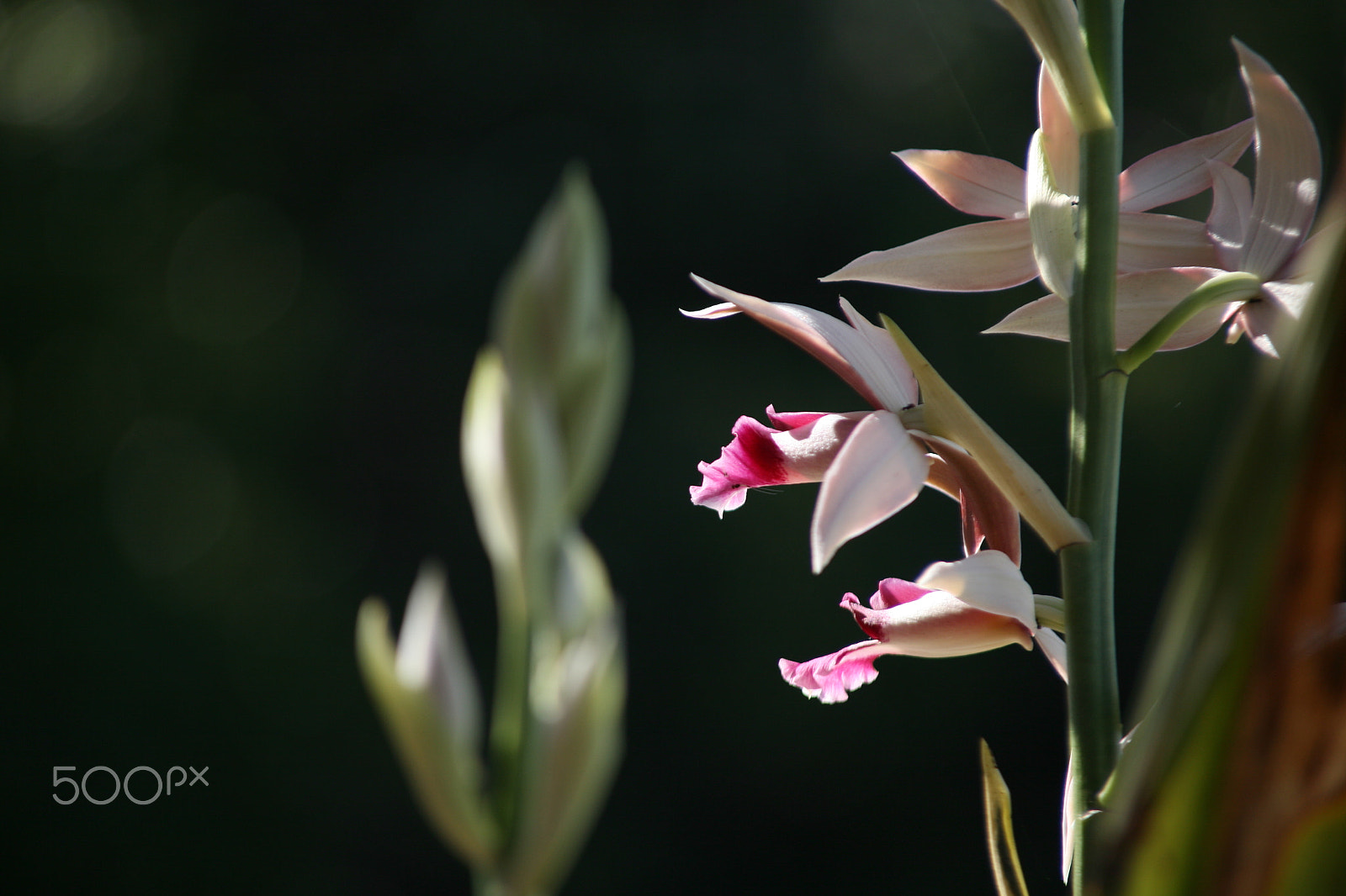 Canon EF 70-210mm f/4 sample photo. Img photography