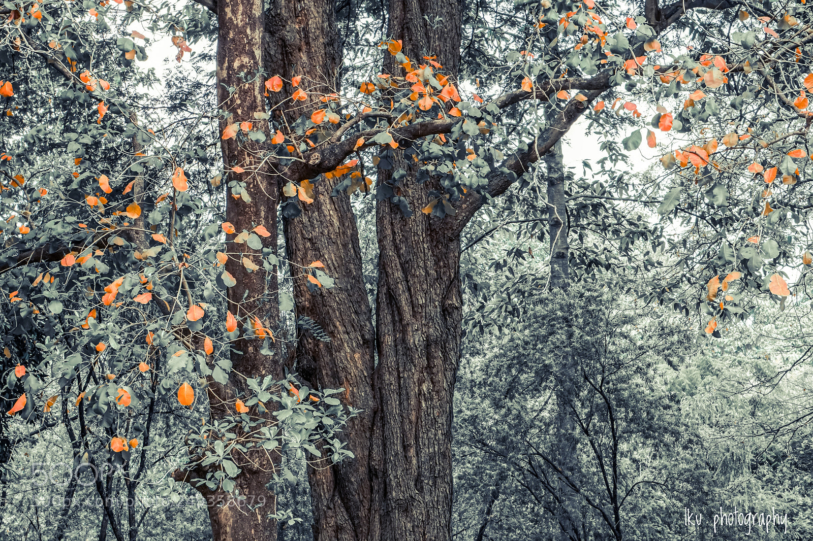 Sony a6000 sample photo. Changing leaves photography