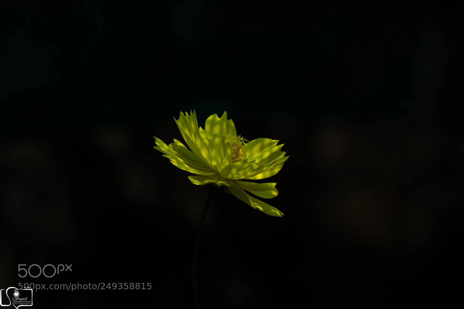 Nikon D7100 sample photo. Flower photography