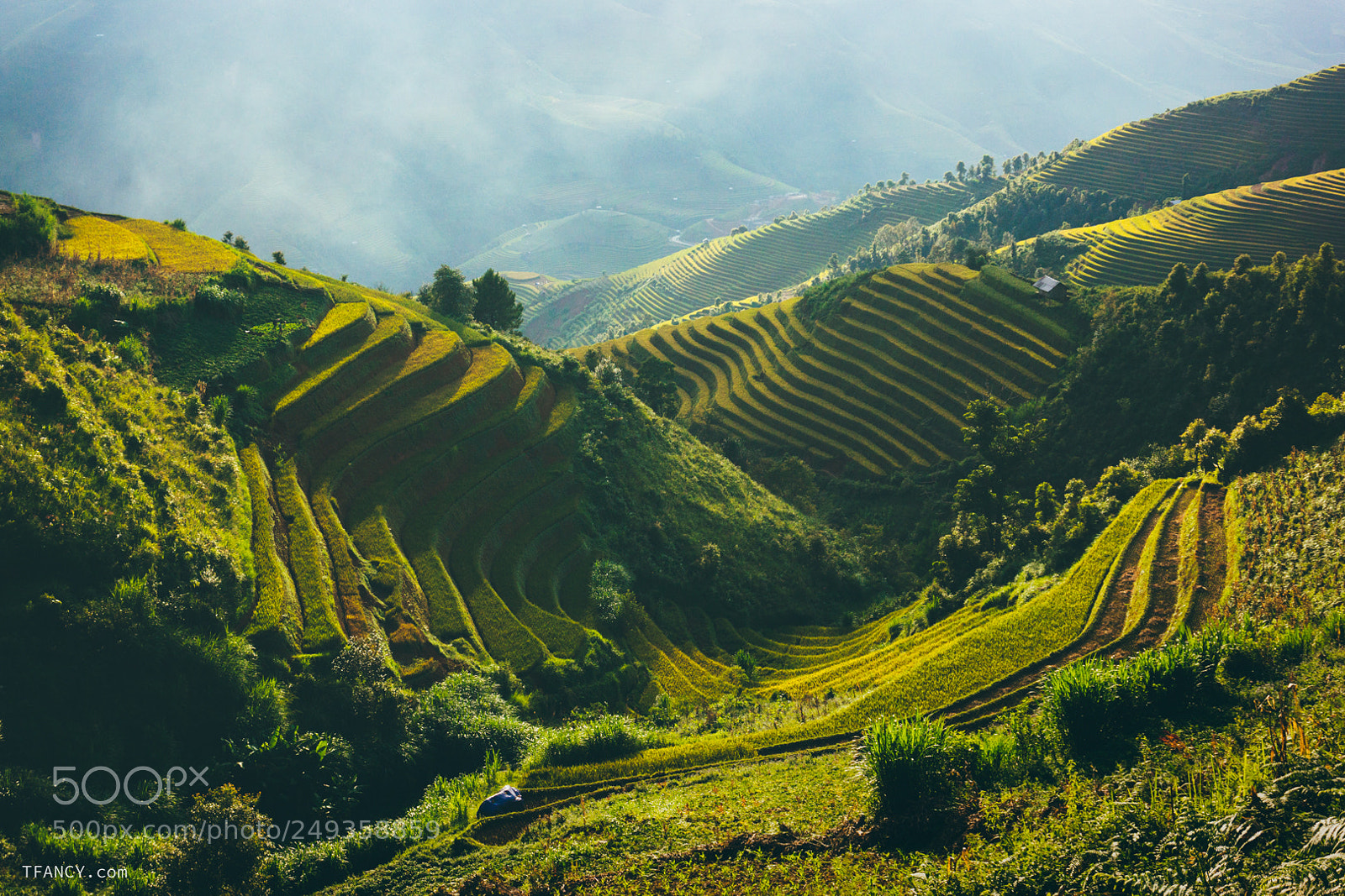 Sony Alpha NEX-7 sample photo. Terraced rice field under photography