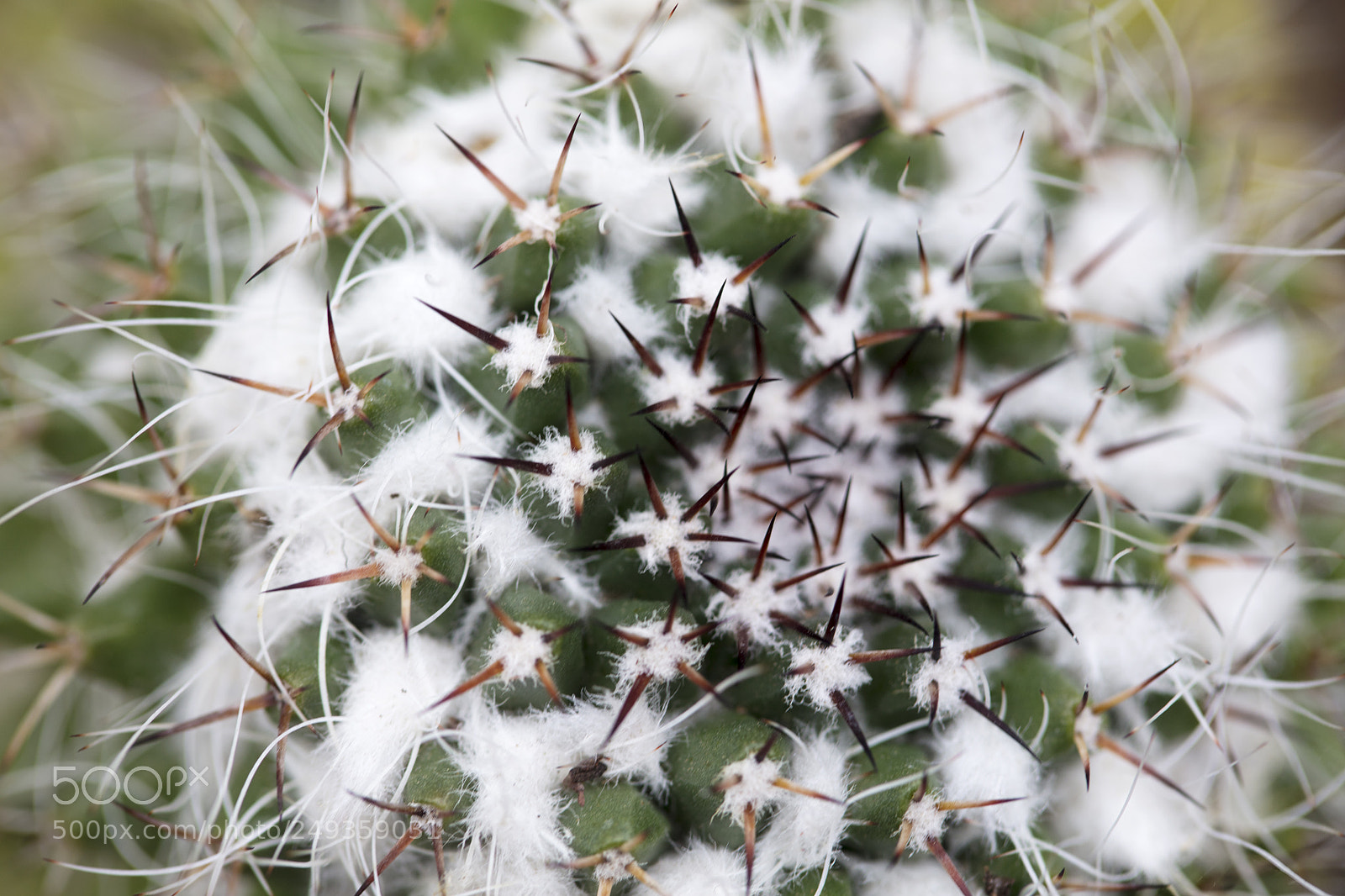 Canon EOS 5DS sample photo. Snow on cactus photography