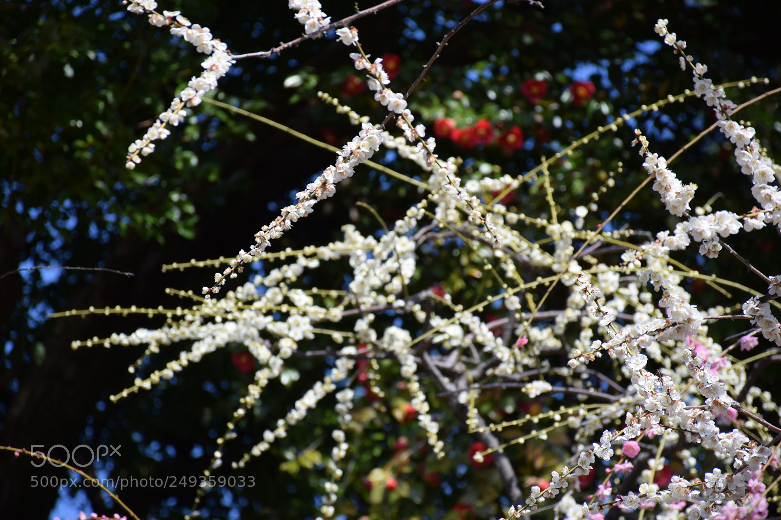 Nikon D5300 sample photo. Plum blossoms and camellia photography