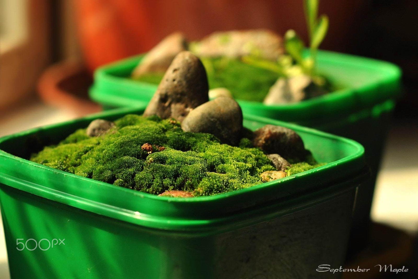 Nikon D90 + Nikon AF Nikkor 50mm F1.8D sample photo. 苔藓盆栽 photography