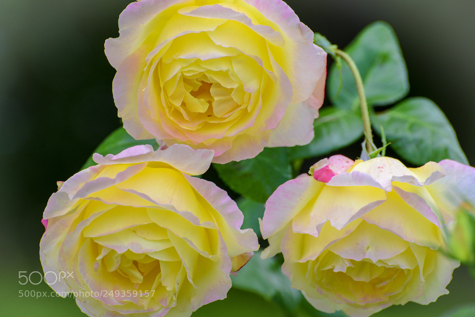 Nikon D600 sample photo. Yellow roses of texas photography