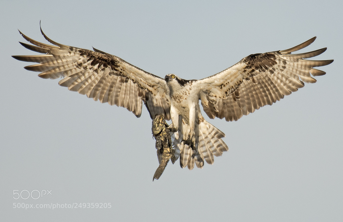Nikon D500 sample photo. Osprey photography