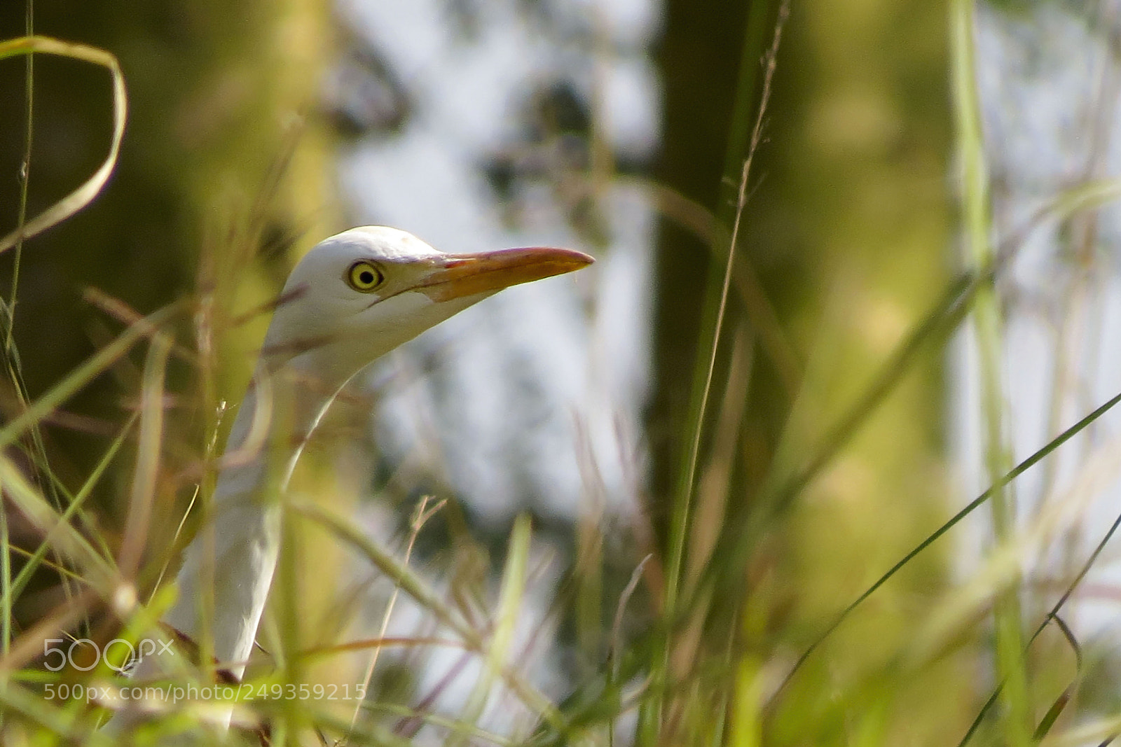 Canon PowerShot SX50 HS sample photo. Great egret photography