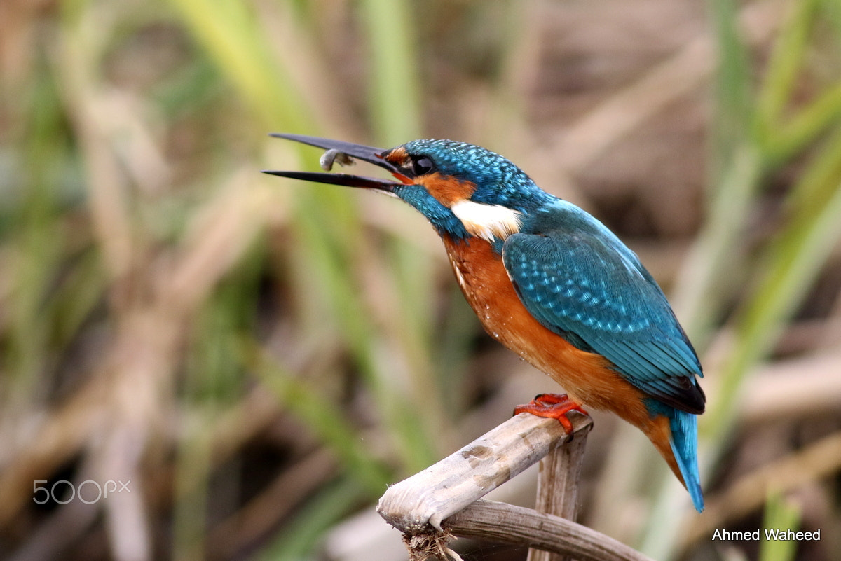 Canon EF 400mm F5.6L USM sample photo. Common kingfisher photography