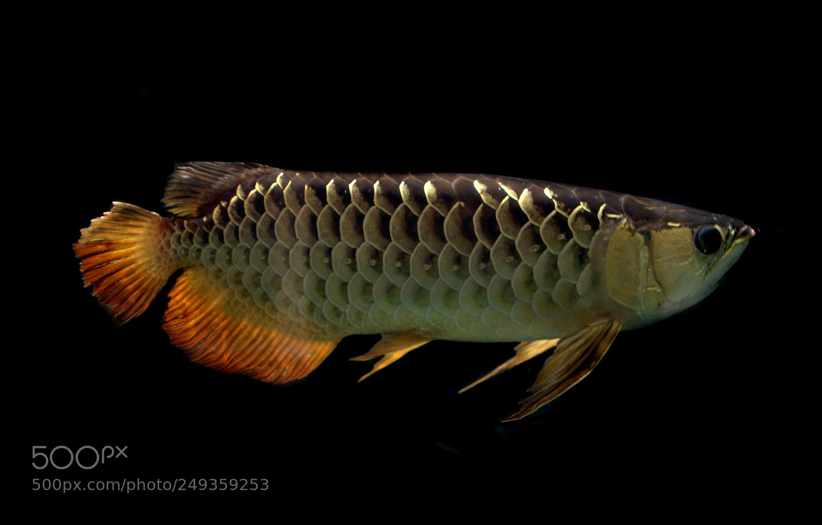 Nikon D3000 sample photo. Asian arowana scleropages formosus photography