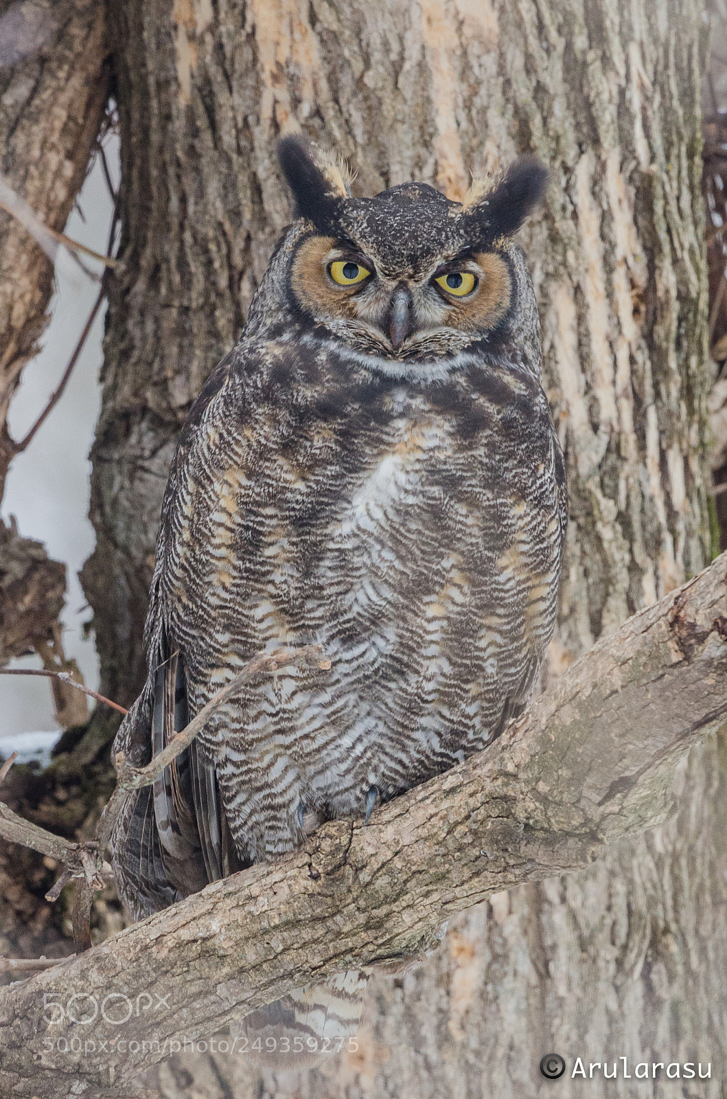 Nikon D7000 sample photo. Great horned owl photography