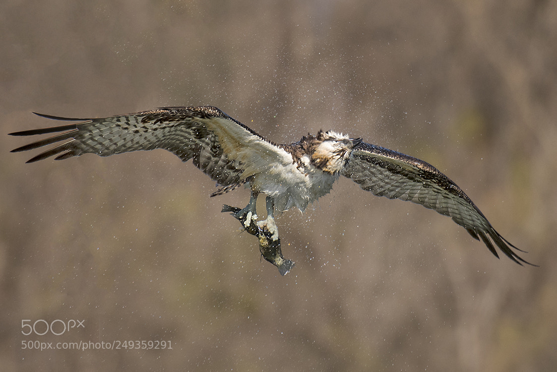 Nikon D500 sample photo. Osprey double catch photography