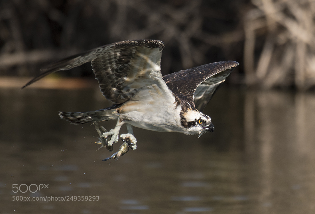 Nikon D500 sample photo. Osprey double catch photography