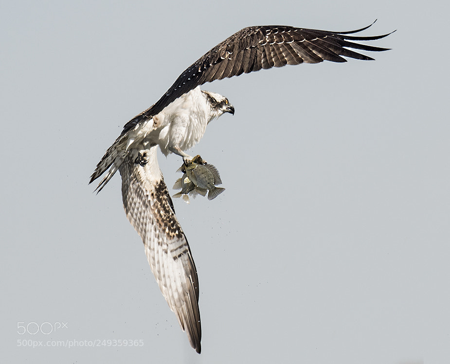 Nikon D500 sample photo. Osprey double catch photography
