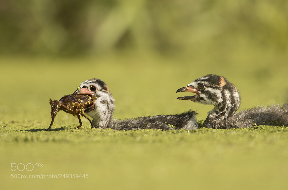 Canon EOS 7D Mark II sample photo. Pied-billed grebe mom and photography
