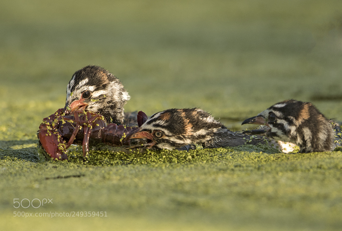 Canon EOS 7D Mark II sample photo. Pied-billed grebe babies photography