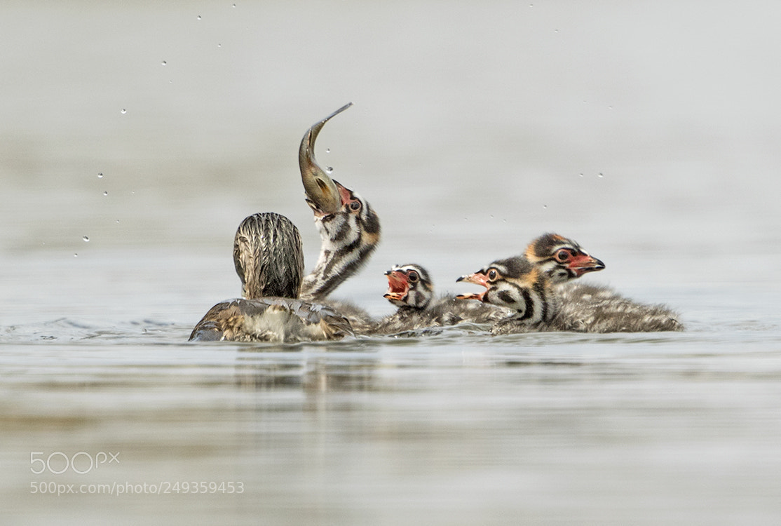 Canon EOS 7D Mark II sample photo. Pied-billed grebe mom and photography