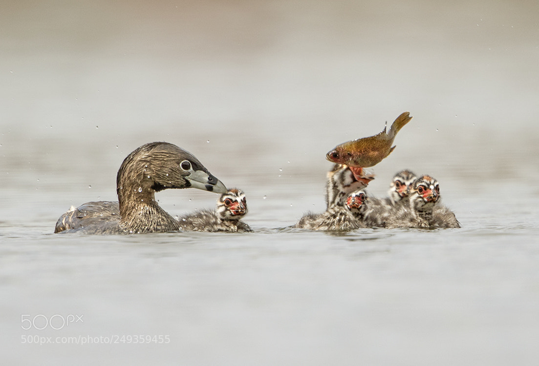 Canon EOS 7D Mark II sample photo. Pied-billed grebe mom and photography