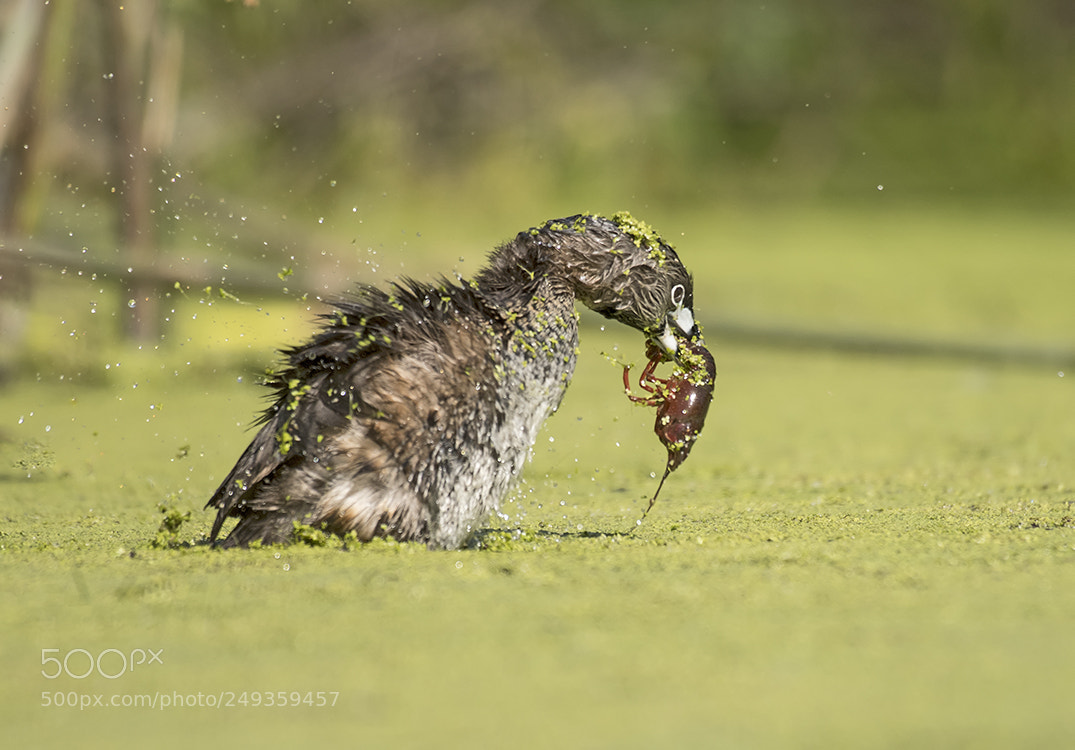 Nikon D500 sample photo. Pied-billed grebe baby photography