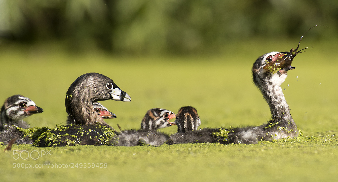 Nikon D500 sample photo. Pied-billed grebe mom and photography