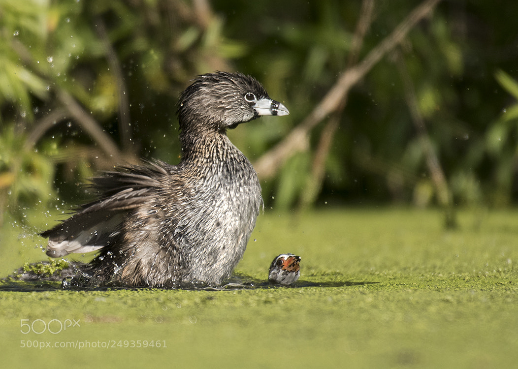 Nikon D500 sample photo. Pied-billed grebe mom and photography