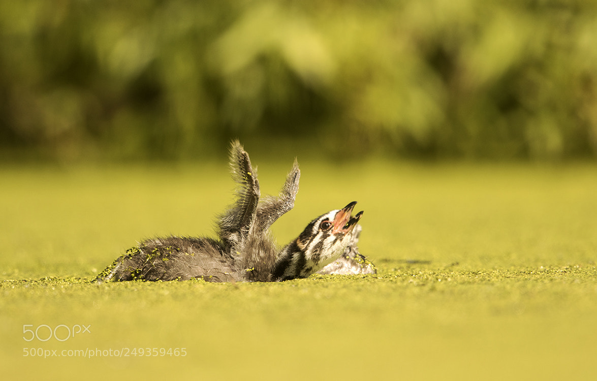 Canon EOS 7D Mark II sample photo. Pied-billed grebe family photography