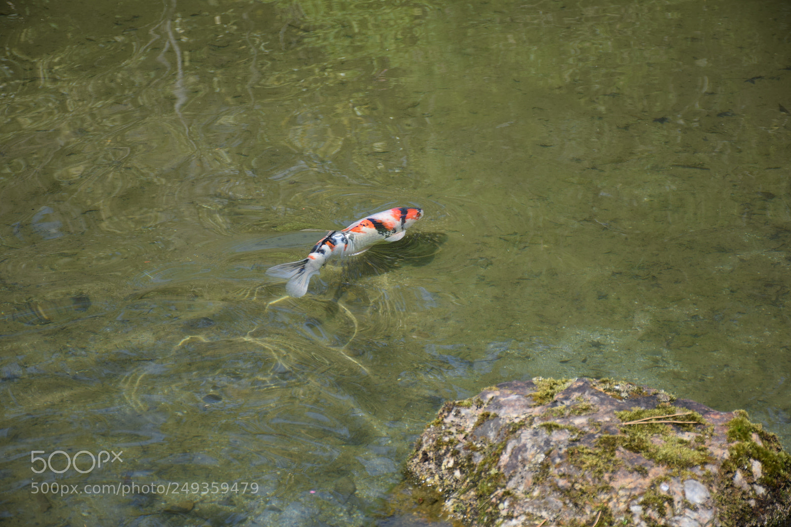 Nikon D5300 sample photo. Carp of a pond photography