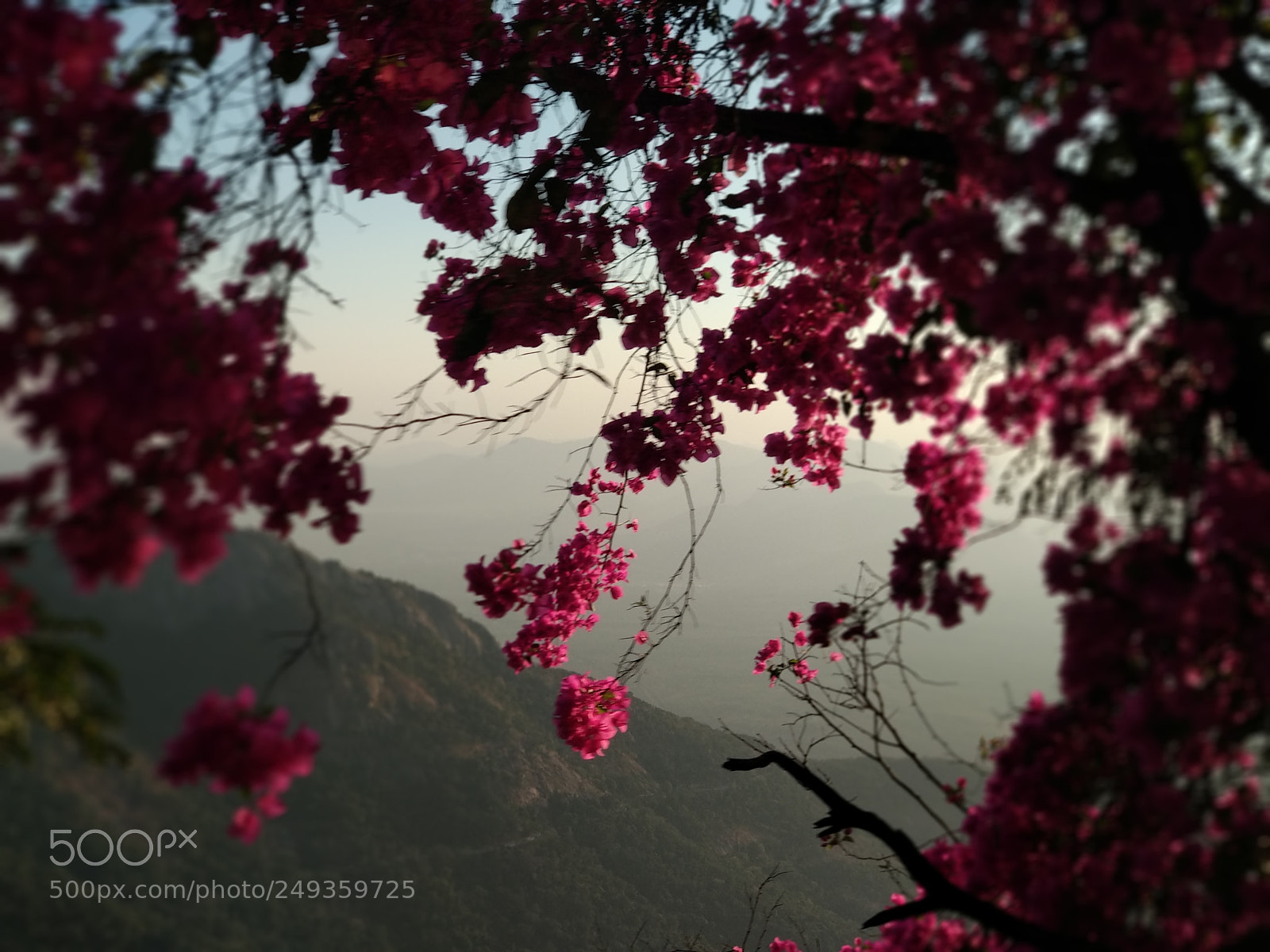 Xiaomi Mi A1 sample photo. Magnificencent spring photography