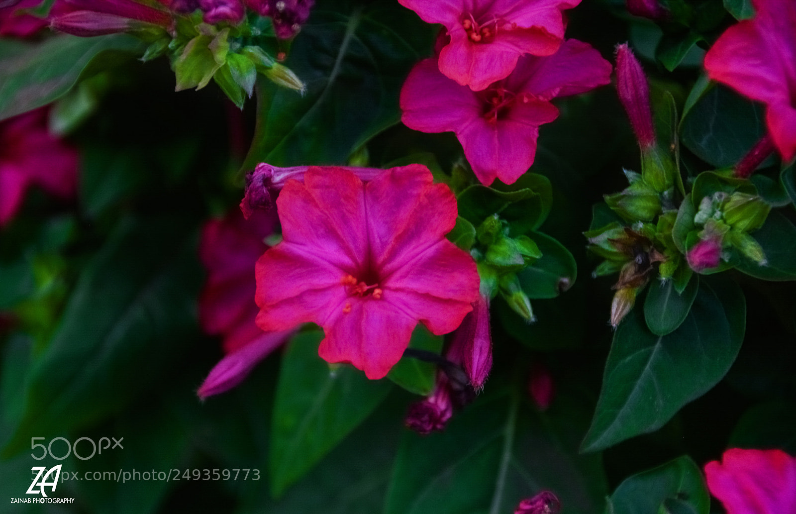 Nikon D5200 sample photo. Fuchsia photography