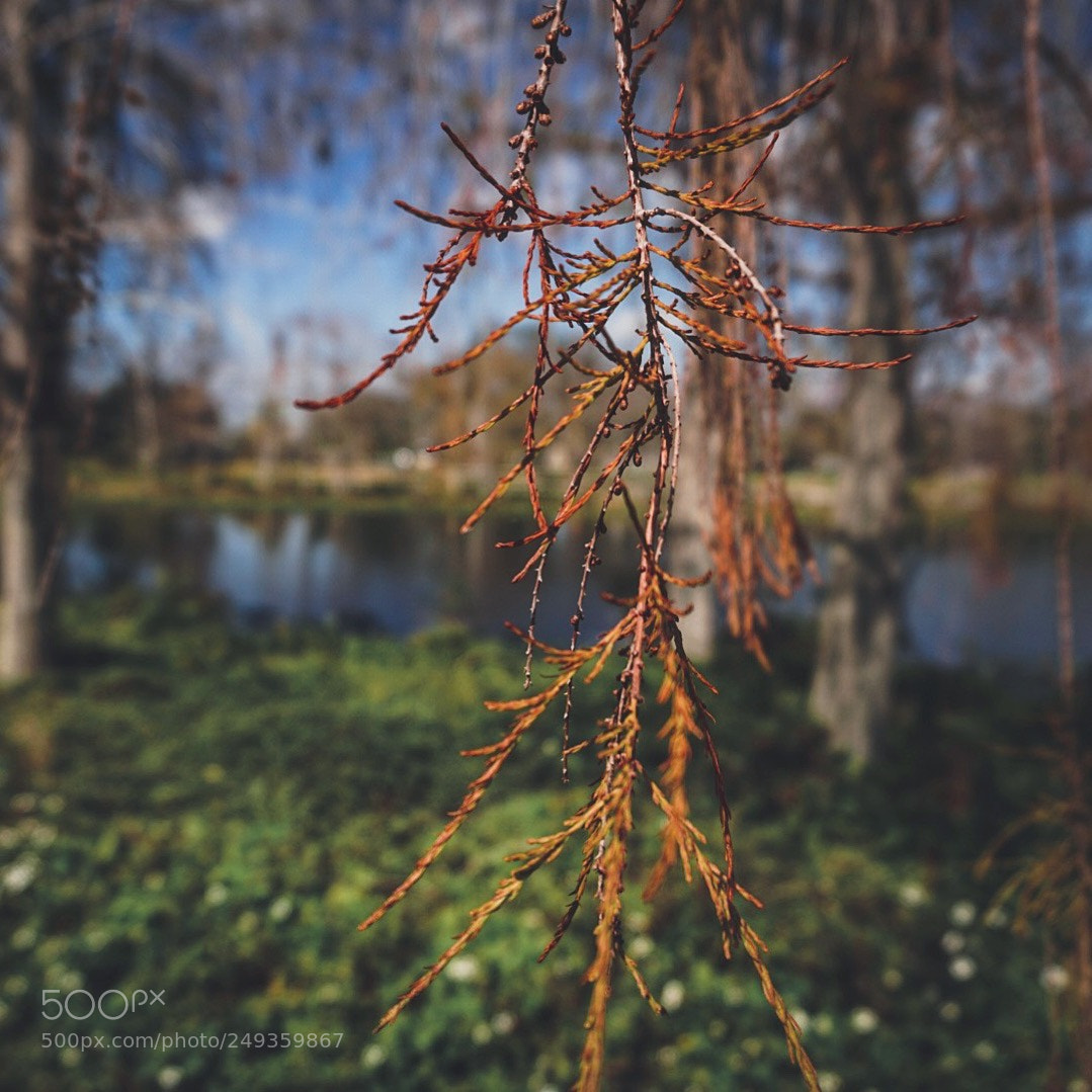 Sony a5100 sample photo. From nature perspective photography