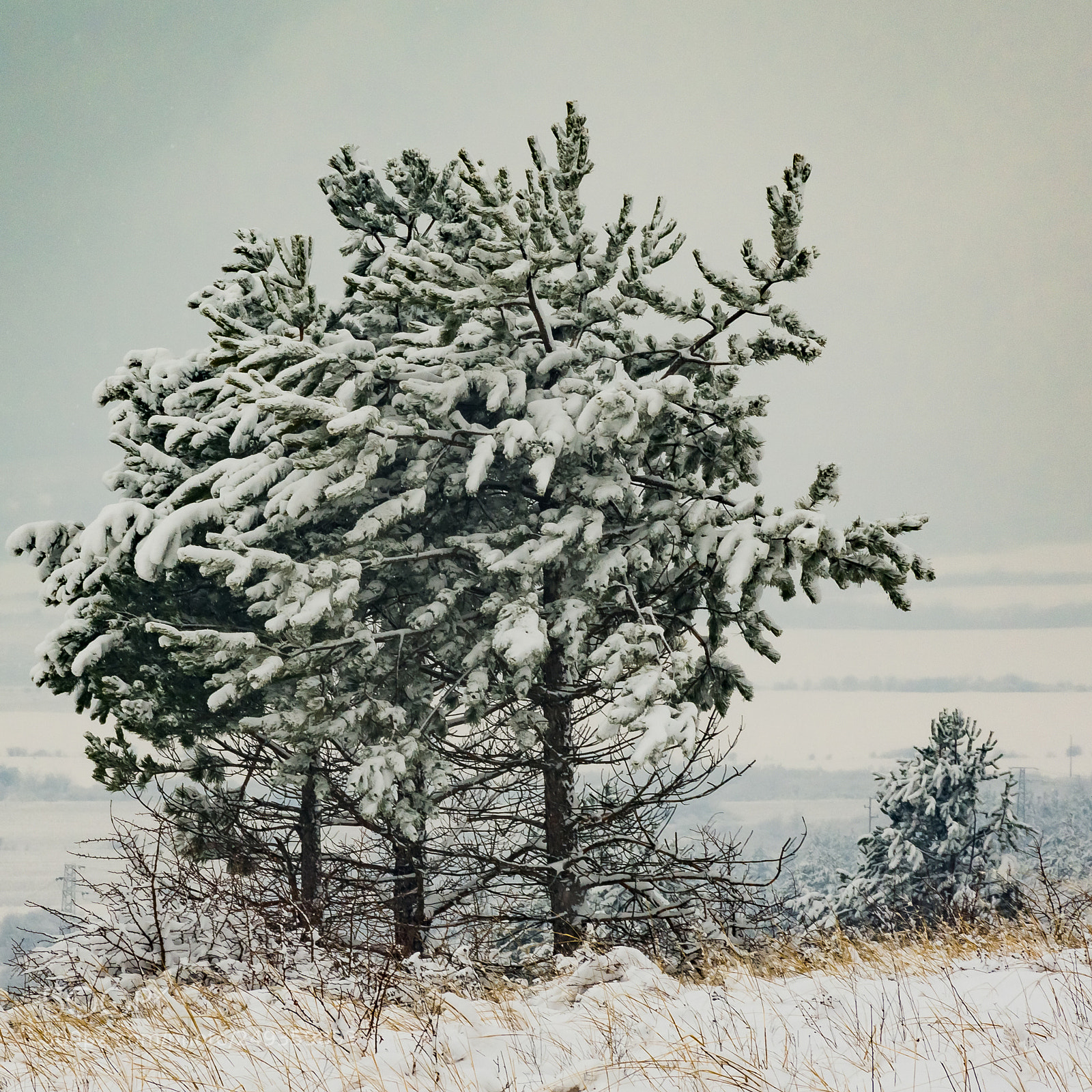 Nikon D7200 sample photo. Winter pine trees photography