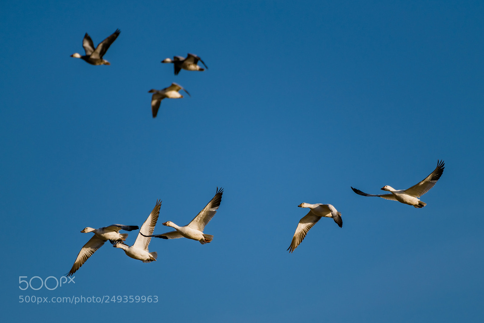 Nikon D850 sample photo. Snow geese photography