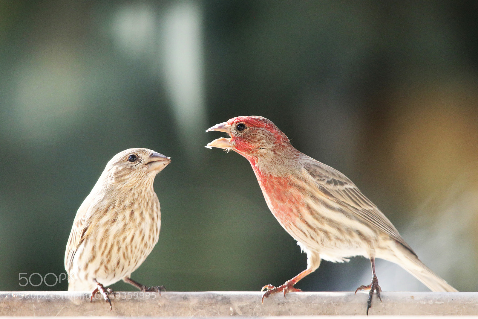 Canon EOS 80D sample photo. The conversation photography