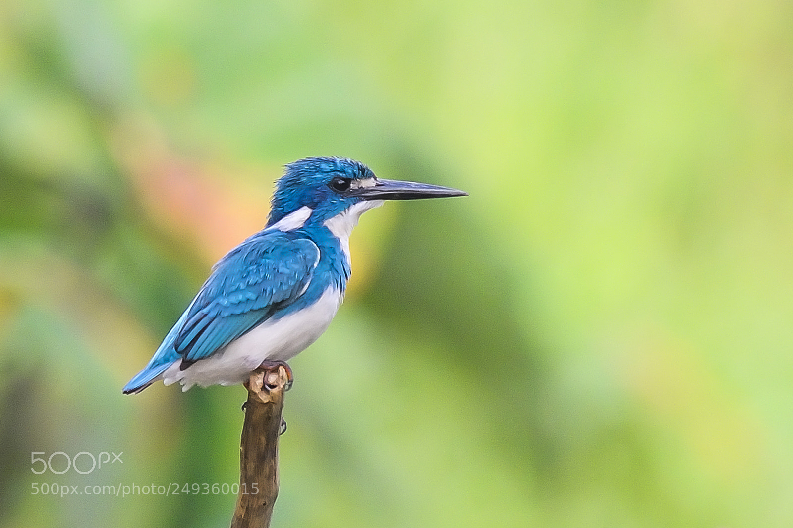 Nikon D700 sample photo. King fisher photography