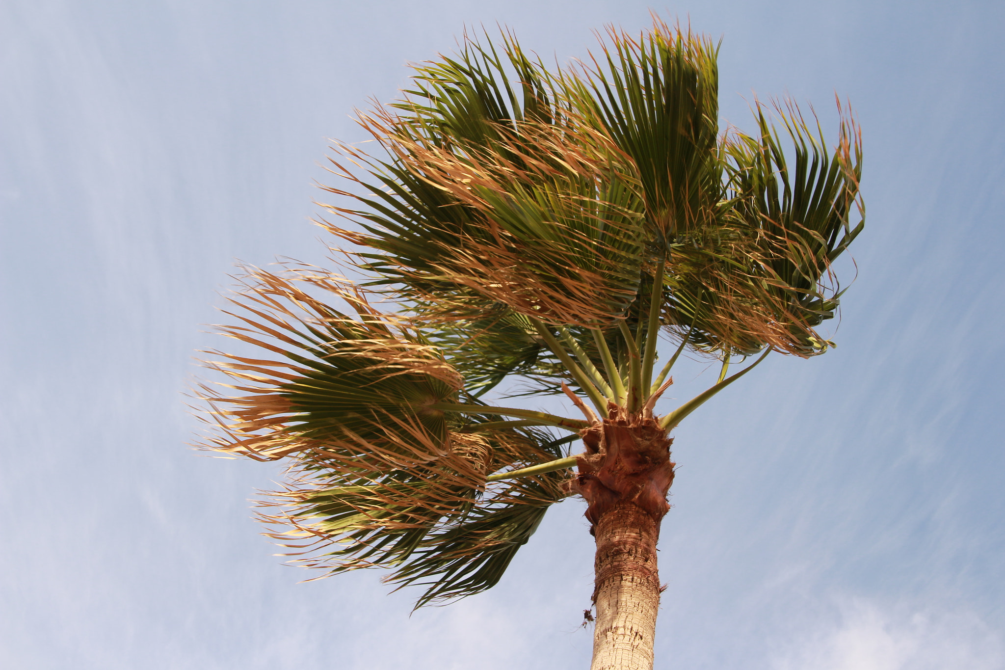 Canon EOS 700D (EOS Rebel T5i / EOS Kiss X7i) + Canon TS-E 90mm F2.8 Tilt-Shift sample photo. Windy day photography