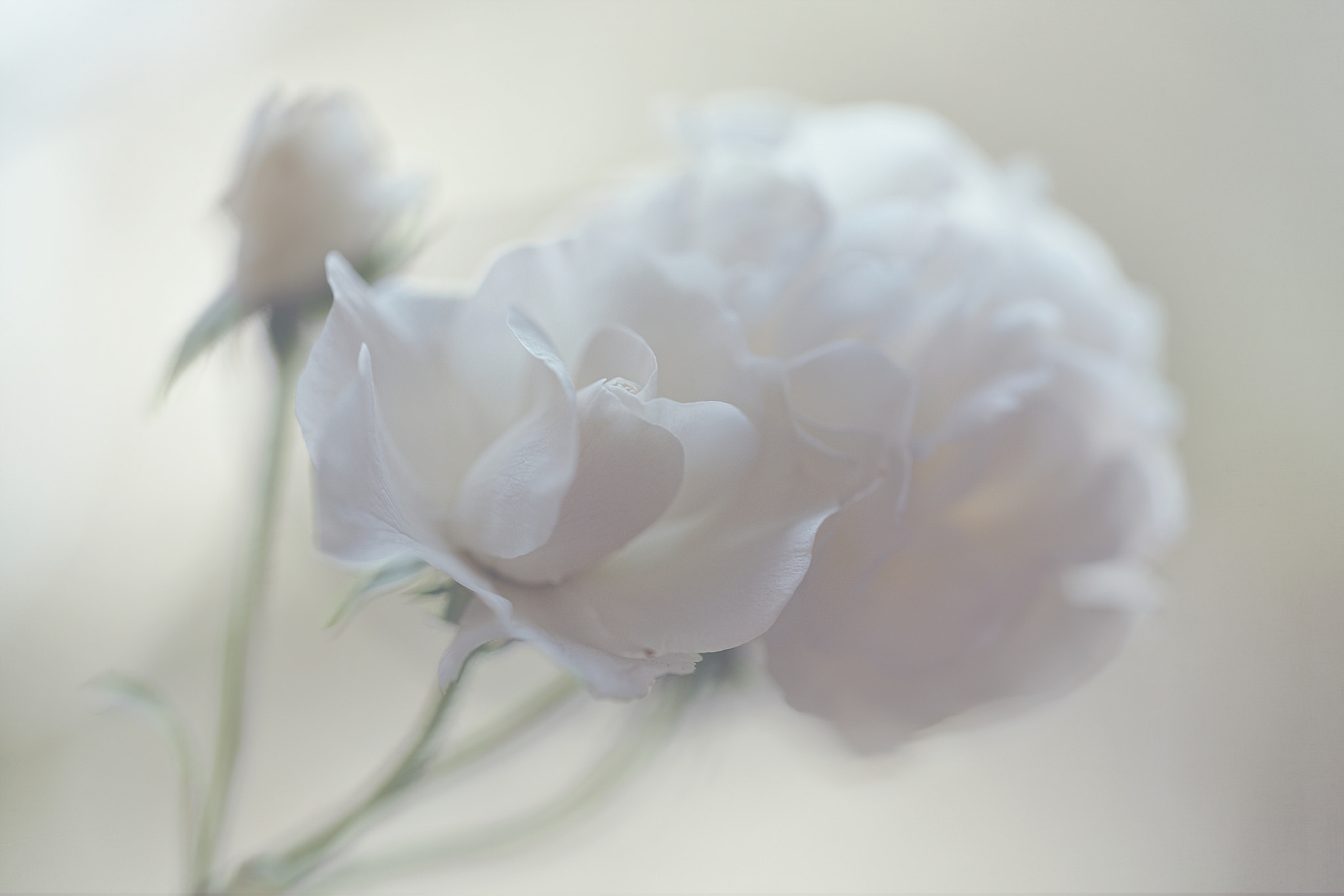 Canon EOS 6D sample photo. White roses.... photography