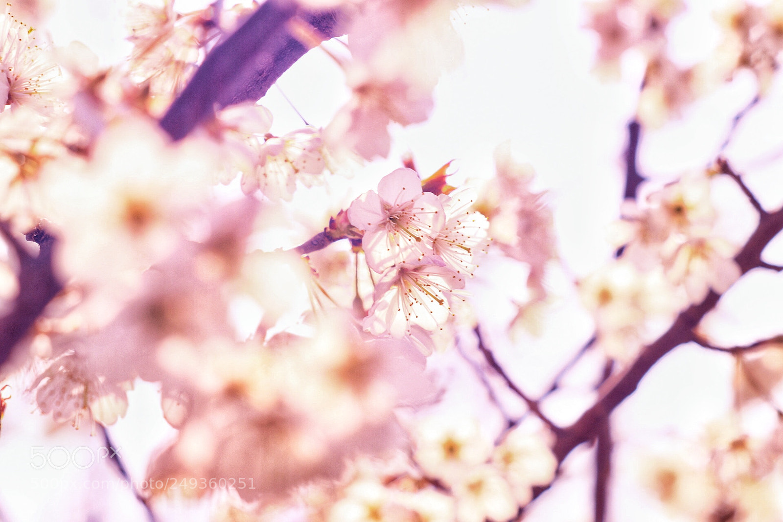 Canon EOS 80D sample photo. Welcome to spring. photography