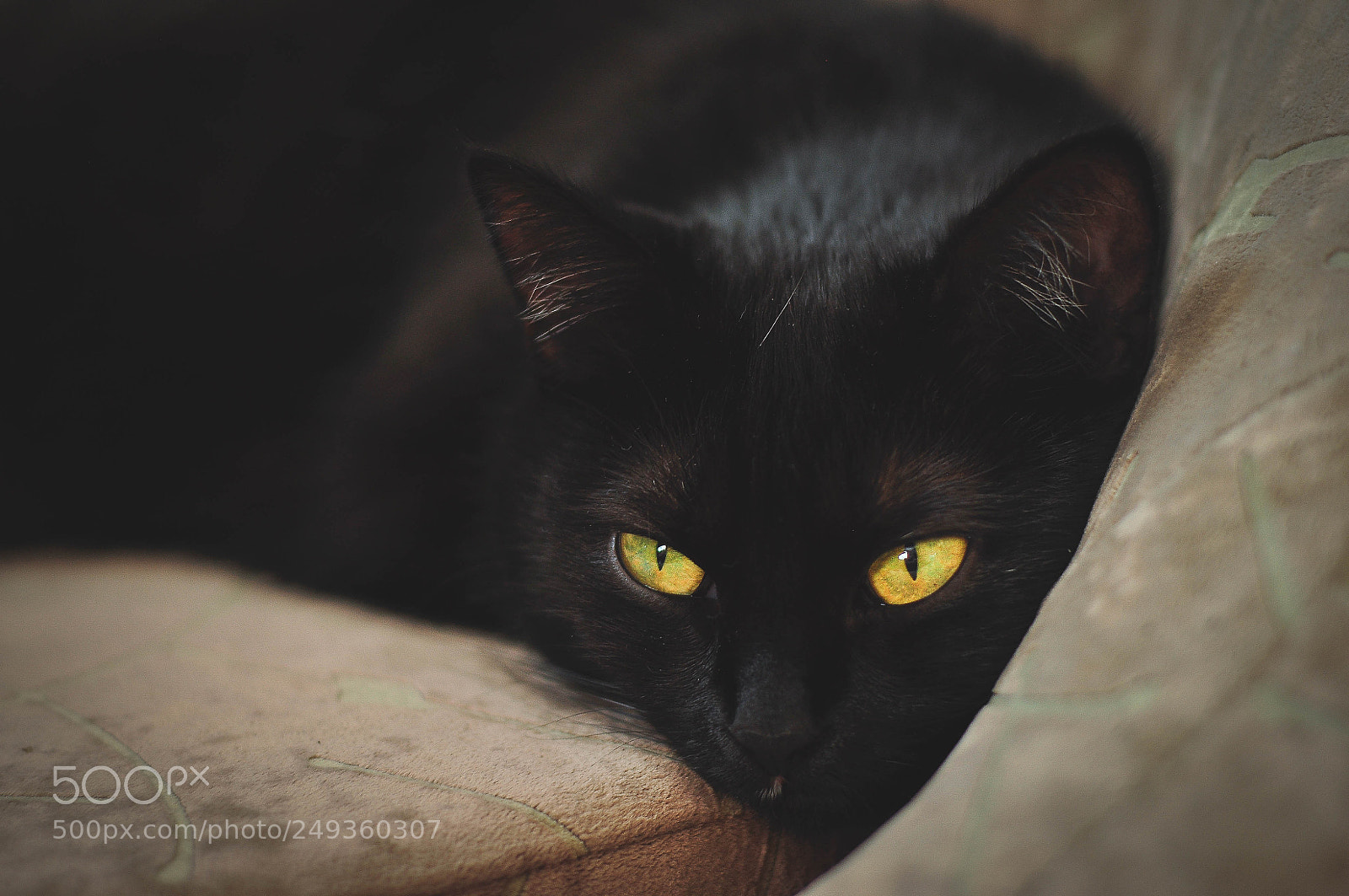 Nikon D90 sample photo. A cat photography