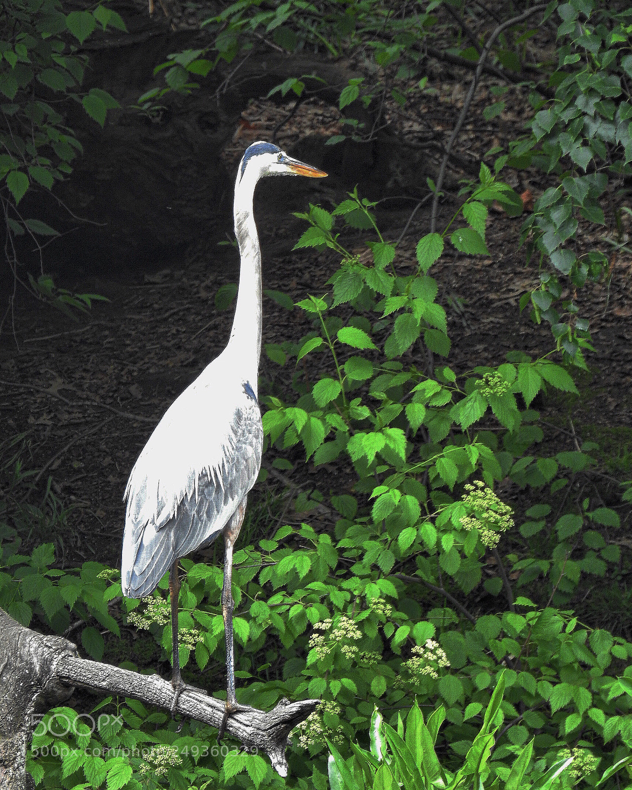 Nikon Coolpix P900 sample photo. Egret photography