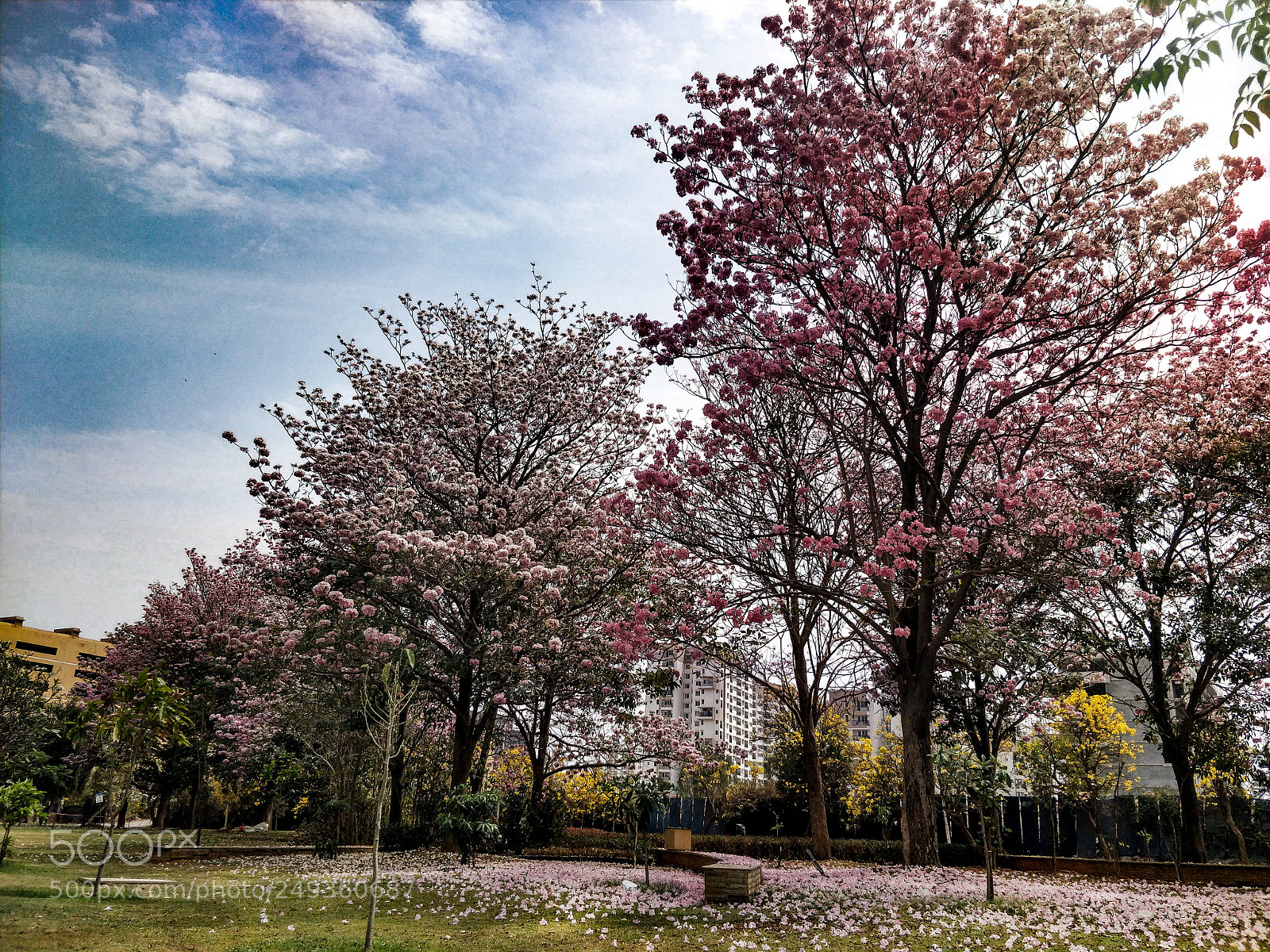 OnePlus 5 sample photo. Park photography