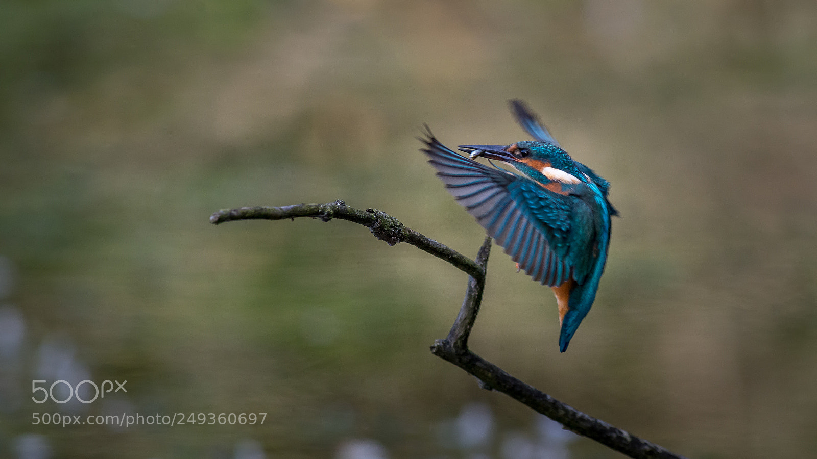 Nikon D610 sample photo. Alcedo photography