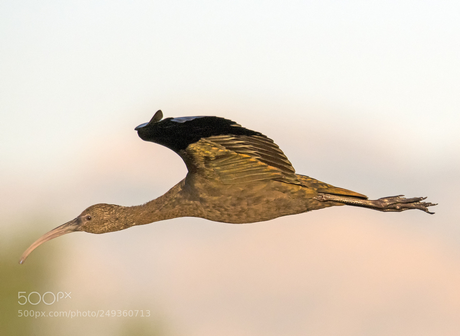 Nikon D500 sample photo. When ibiss fly solo photography