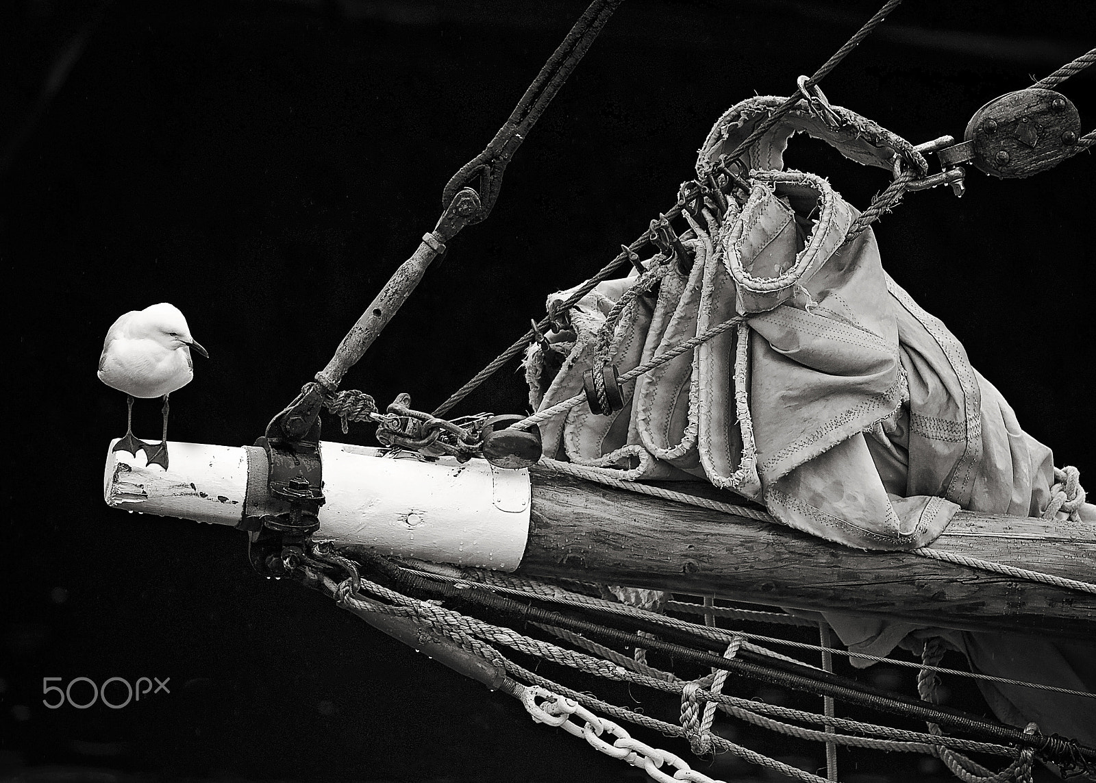 Canon EOS-1D C sample photo. Inspecting the rigging photography