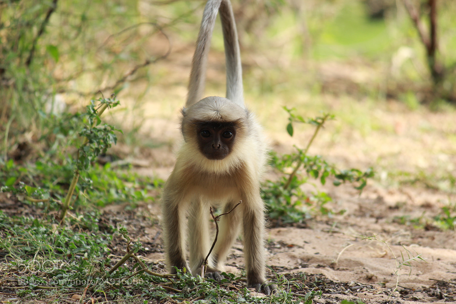 Canon EF-S 55-250mm F4-5.6 IS II sample photo. Baby monkey photography