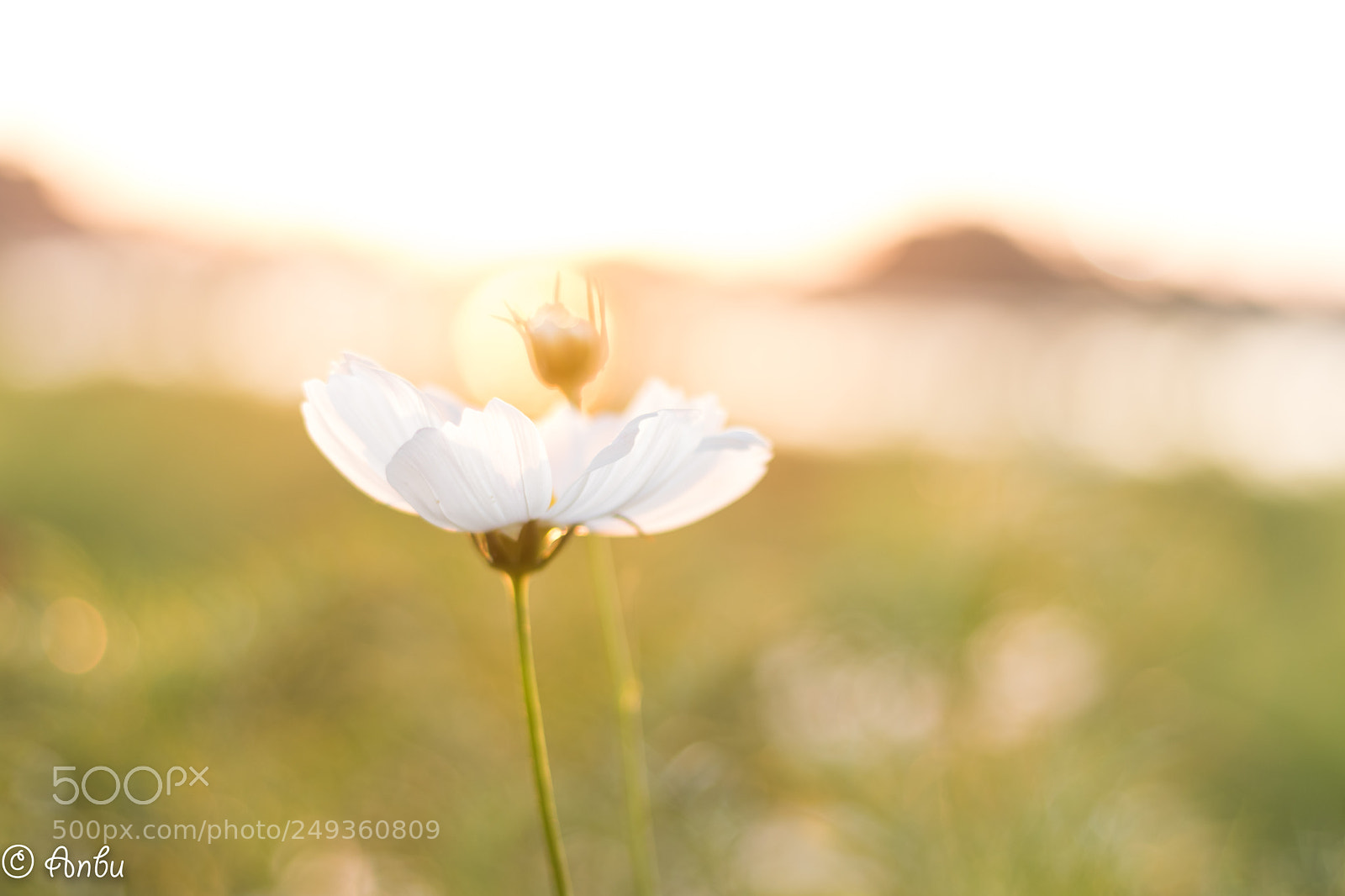 Canon EOS 77D (EOS 9000D / EOS 770D) sample photo. Full bloom photography